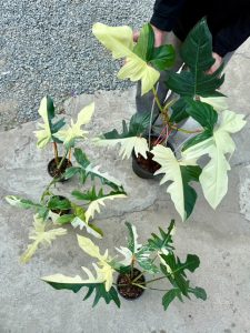 Philodendron Golden Dragon variegated