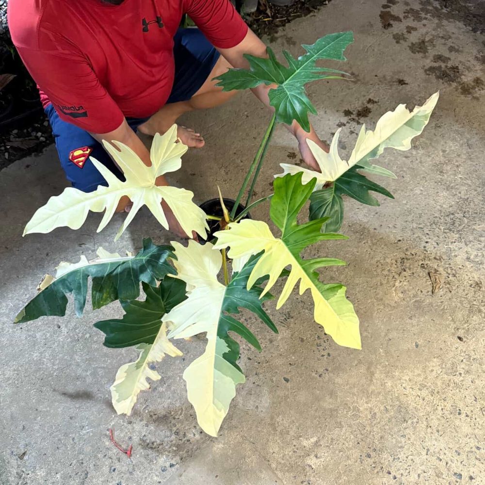 Philodendron Golden Dragon variegated
