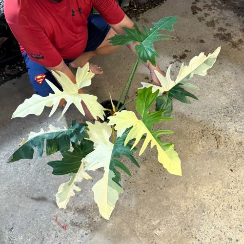 Philodendron Golden Dragon variegated