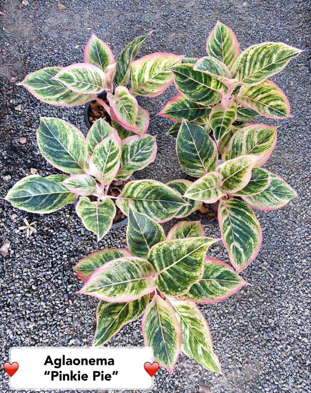 Aglaonema Pinkie Pie