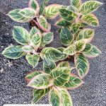 Aglaonema Pinkie Pie