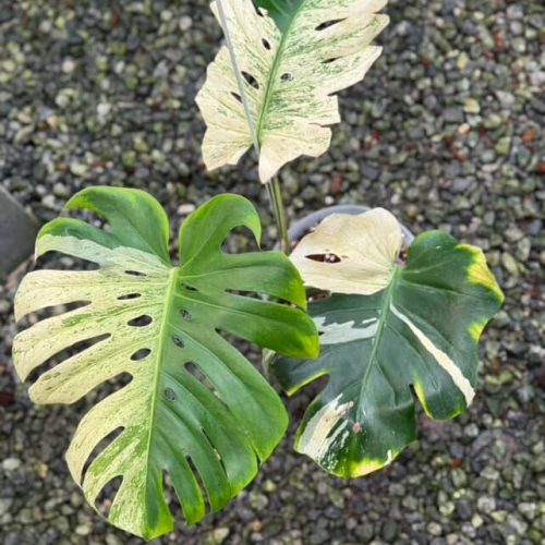 Monstera Deliciosa Mint 'White Tears'