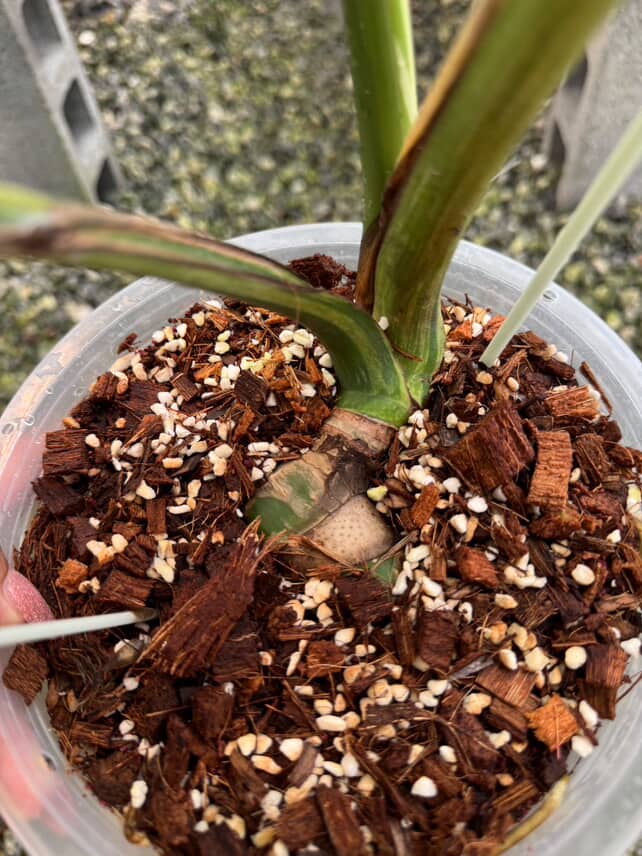 Monstera Deliciosa Mint 'White Tears' - Large Size Rare | Actual plant - Image 8