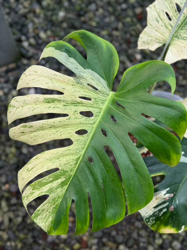 Monstera Deliciosa Mint 'White Tears' - Large Size Rare | Actual plant - Image 9