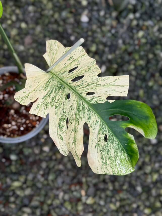 Monstera Deliciosa Mint 'White Tears' - Large Size Rare | Actual plant - Image 10
