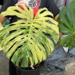 Monstera Deliciosa White Monster