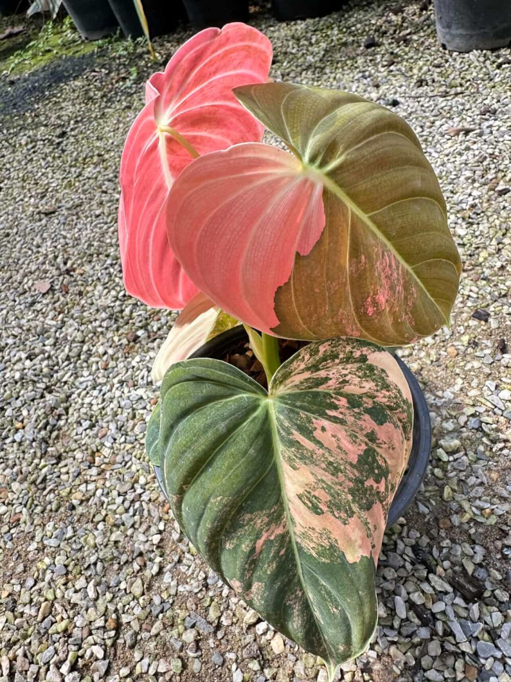 Philodendron Melano Orange Pink Variegated | Melanochrysum Pink Variegated - Image 2