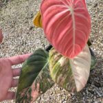 Melanochrysums orange pink