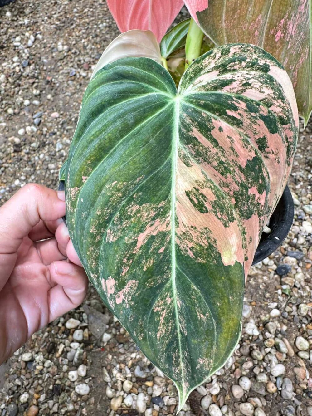 Philodendron Melano Orange Pink Variegated | Melanochrysum Pink Variegated - Image 3