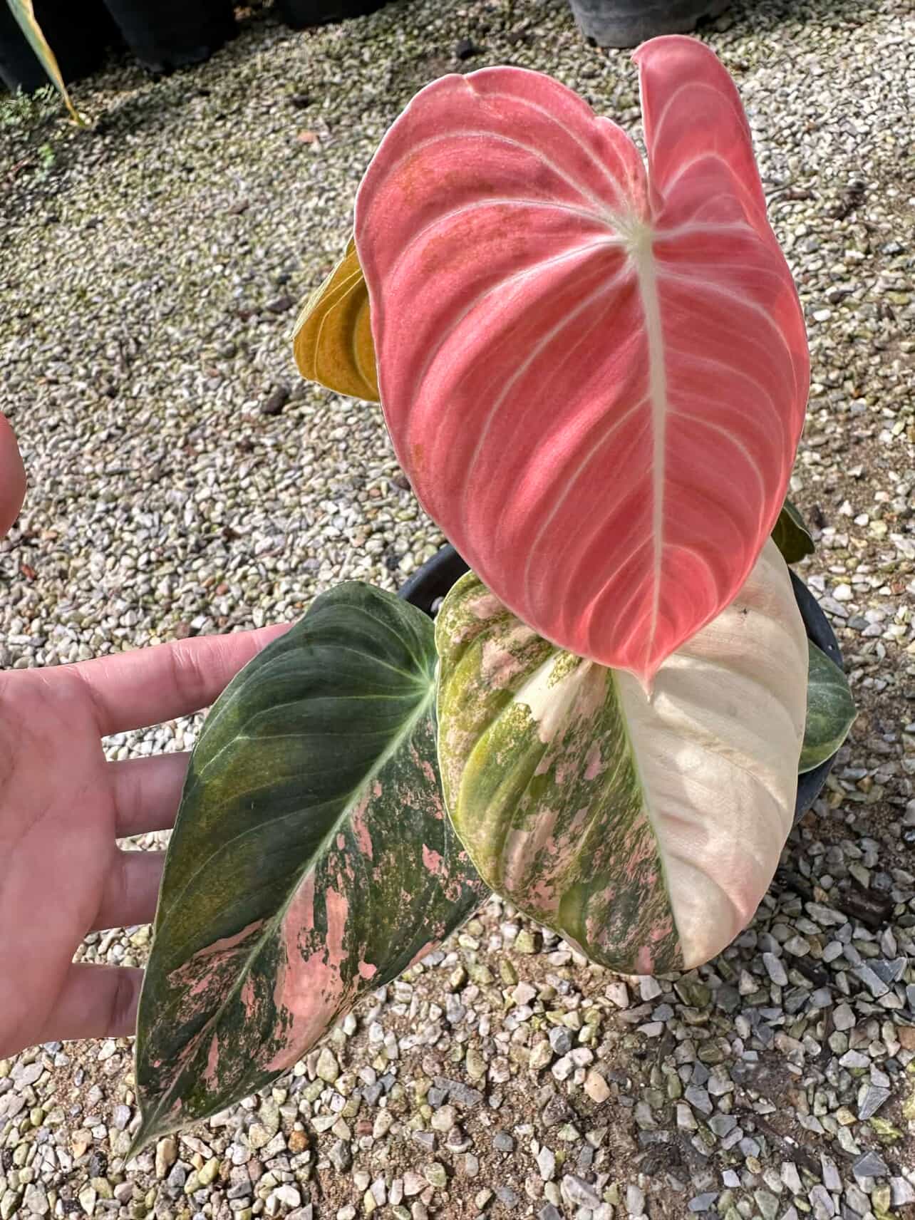 Melanochrysums orange pink