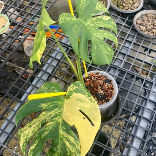 Monstera Deliciosa Pom Pom