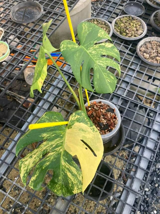 Monstera Deliciosa Pom Pom