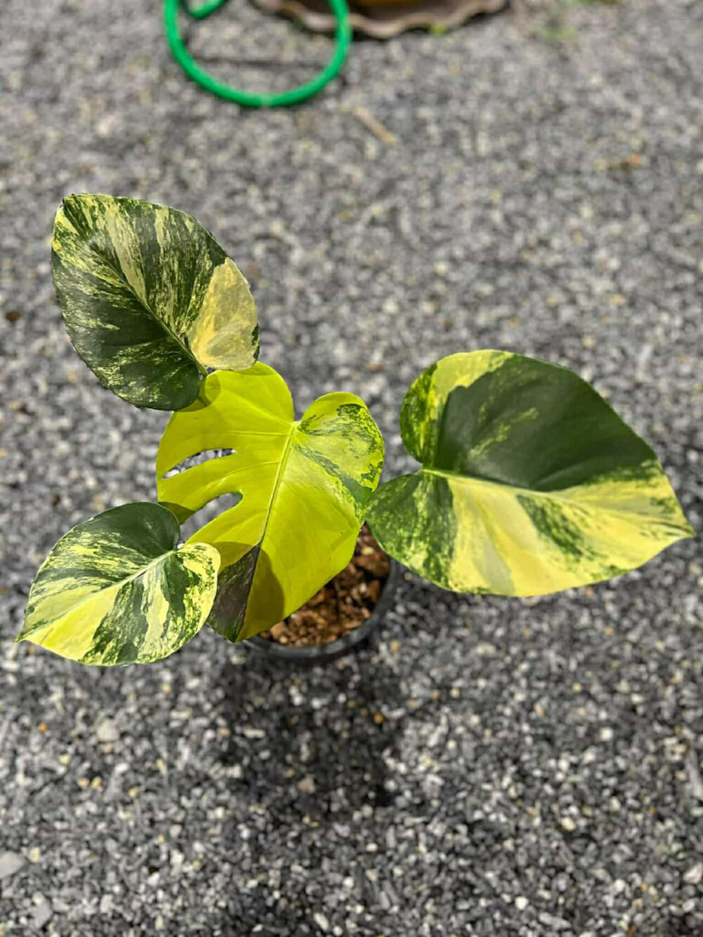 Monstera Deliciosa Pom Pom | Monstera Deli Lemon Pom Pom (actual) - Image 10