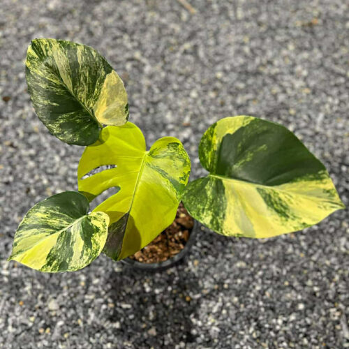 Monstera Deliciosa Pom Pom | Monstera Deli Lemon Pom Pom (actual)