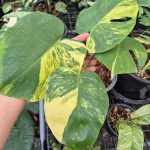 Monstera Deliciosa Pom Pom