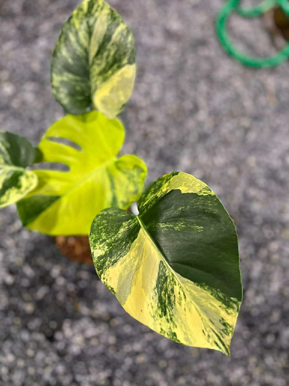 Monstera Deliciosa Pom Pom | Monstera Deli Lemon Pom Pom (actual) - Image 6