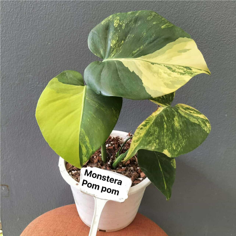 Monstera Deliciosa Pom Pom | Monstera Deli Lemon Pom Pom (actual) - Image 7