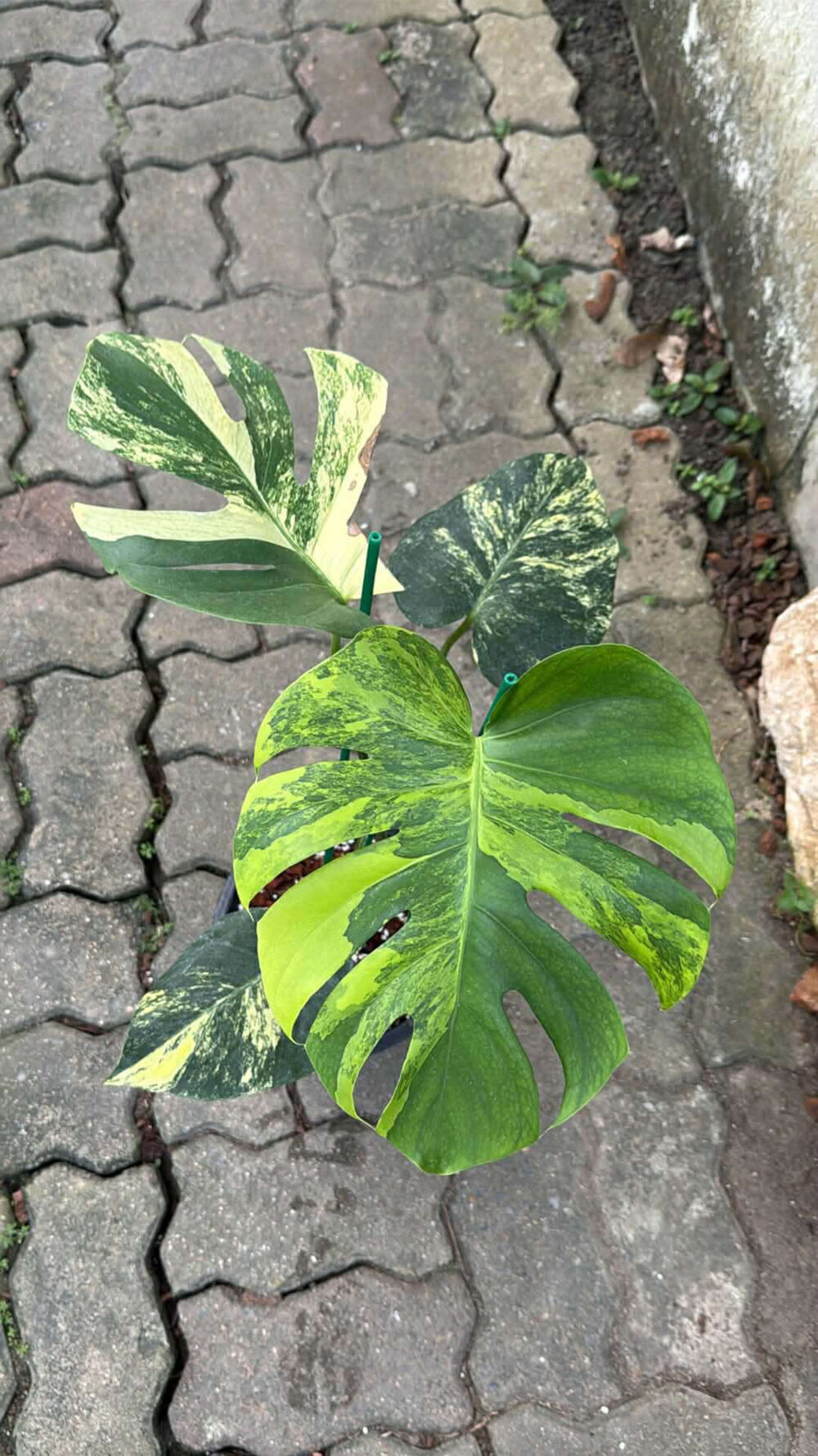 Monstera Deliciosa Pom Pom | Monstera Deli Lemon Pom Pom (actual) - Image 8