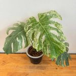 Monstera Deliciosa Sphinx Full Mint