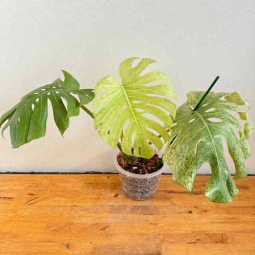Monstera Deliciosa Sphinx Full Mint Large Form Rare plant