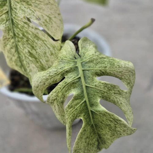 Monstera Deliciosa Sphinx full Mint
