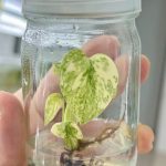 Monstera Deliciosa Legacy variegated