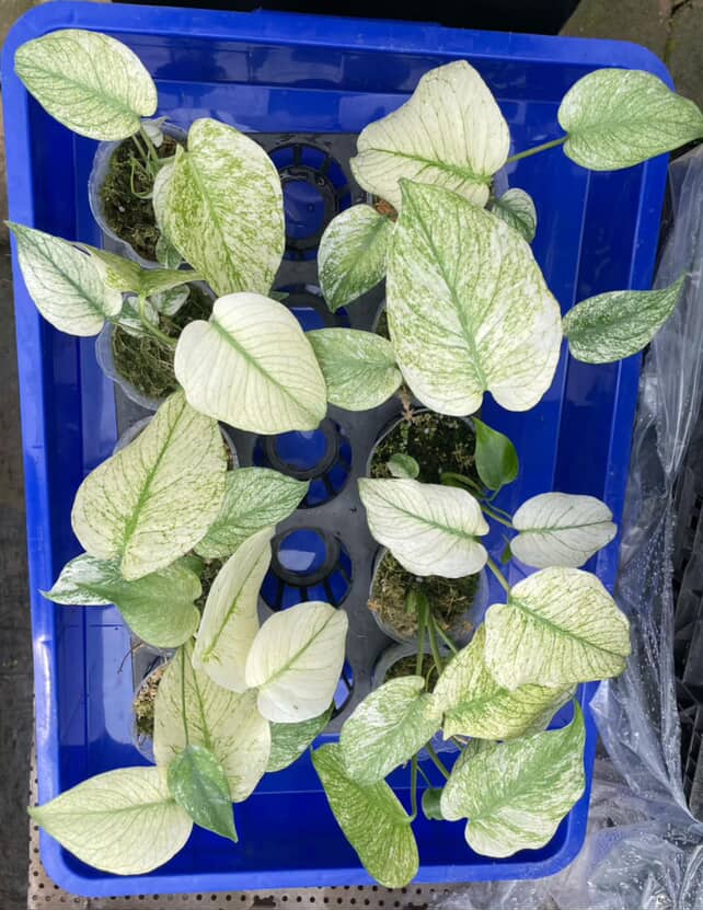 Monstera Silver Star / Monstera Deliciosa Silver Star - Image 8