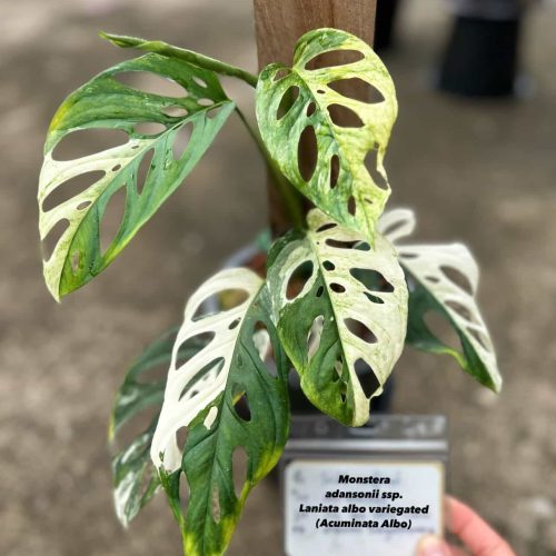 Monstera adansonii ssp. Laniata albo variegated