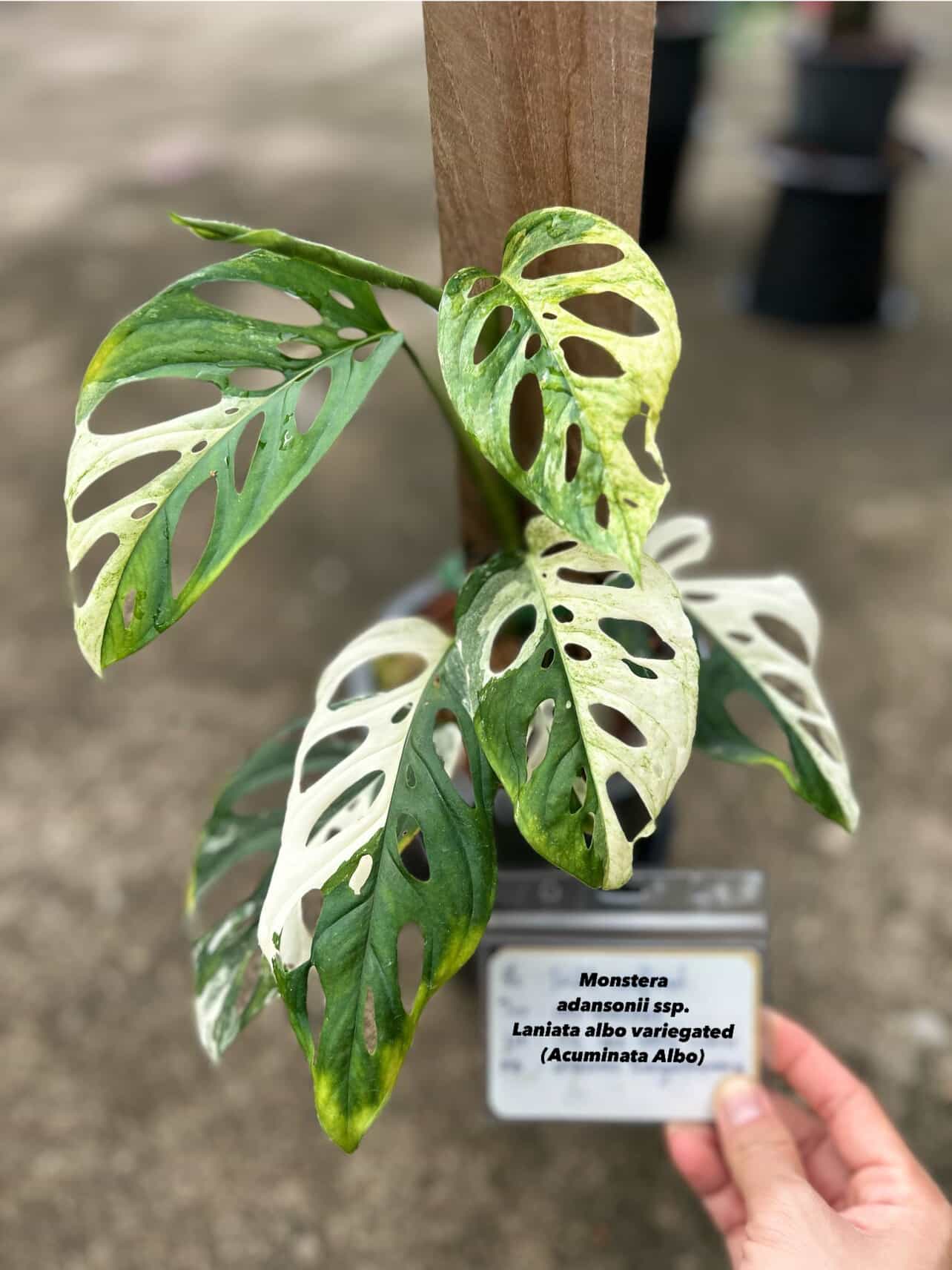 Monstera adansonii ssp. Laniata albo variegated