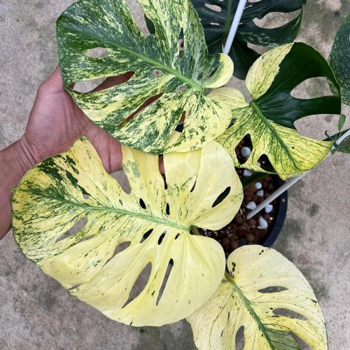 Monstera deliciosa mint siam