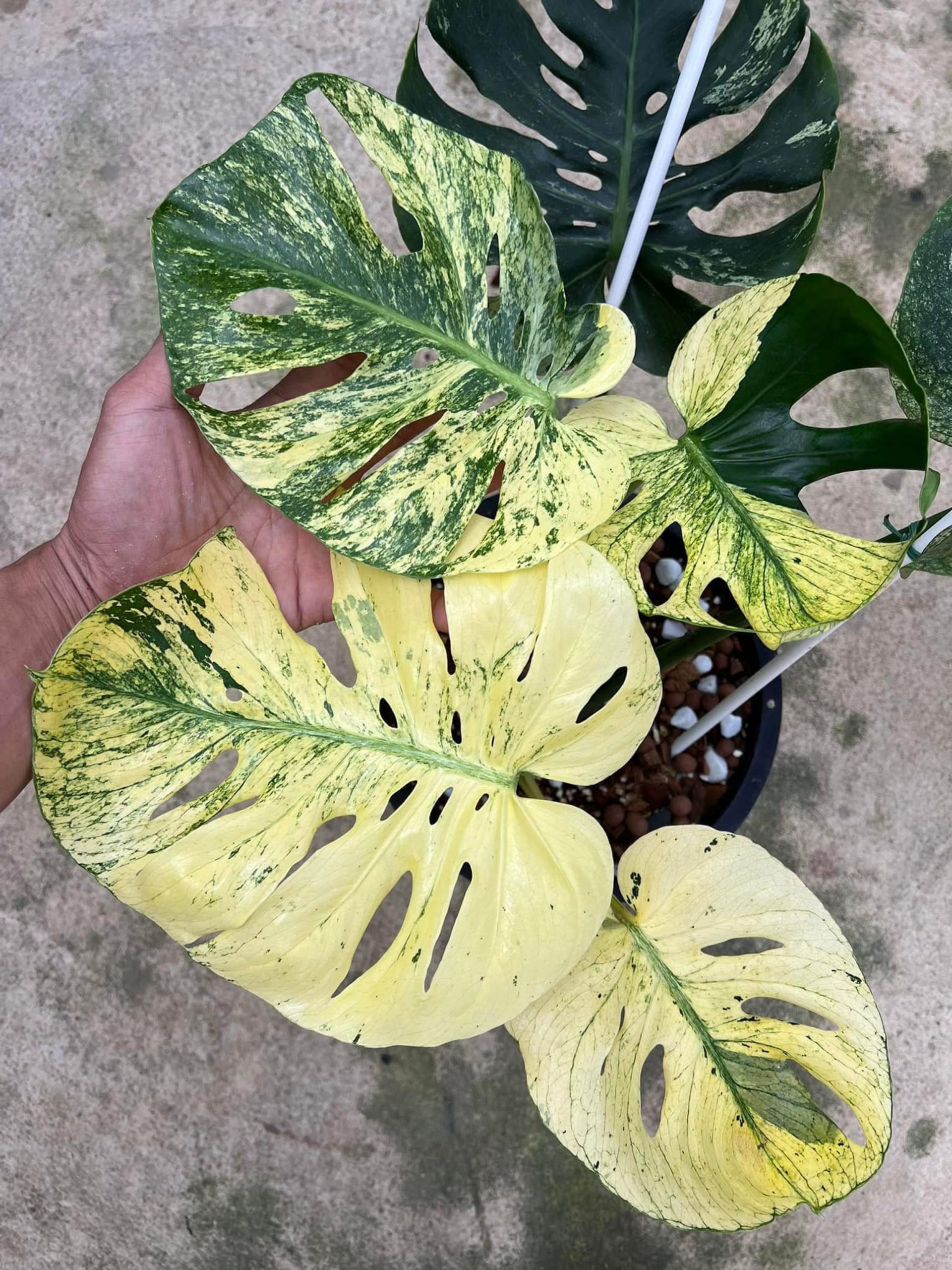 Monstera deliciosa mint siam