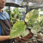 Monstera legacy bright color