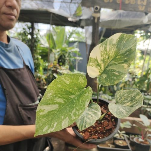 Monstera legacy bright color