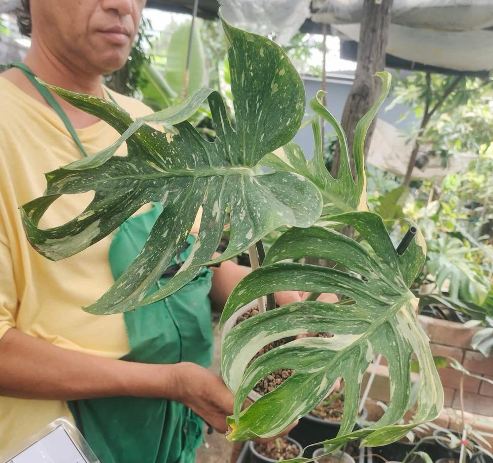 Monstera Medusa | Monstera Thai Constellation Medusa - Actual plant - Image 10