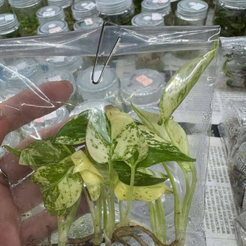 50x Tissue Culture - Monstera Deliciosa Mint Variegated | Monstera Mint Large Form