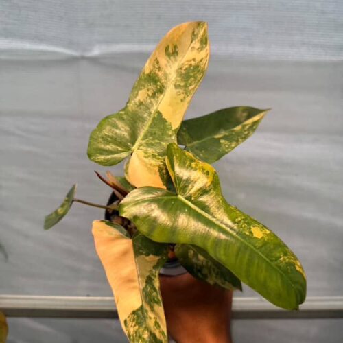 Philodendron Florida Beauty x Billietiae Variegated