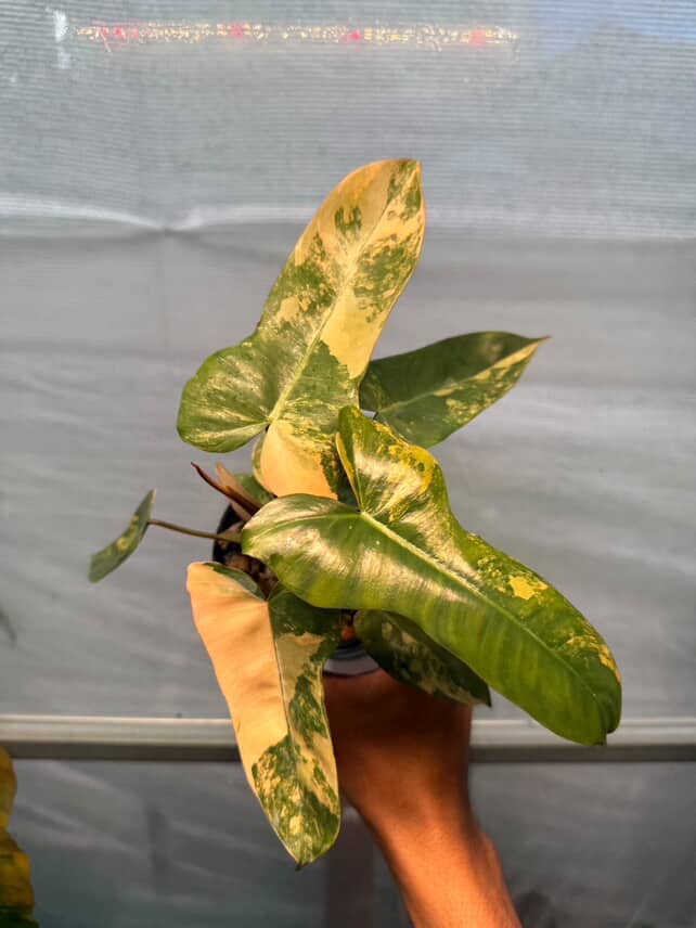 Philodendron Florida Beauty x Billietiae Variegated
