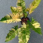 Philodendron Caramel Marble Variegated
