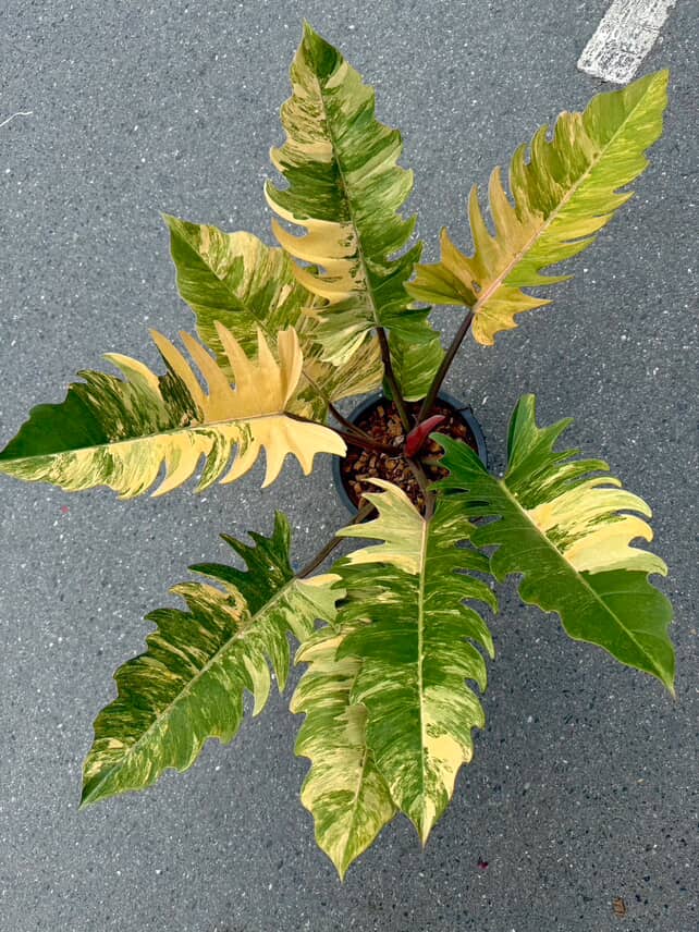 Philodendron Caramel Marble Variegated