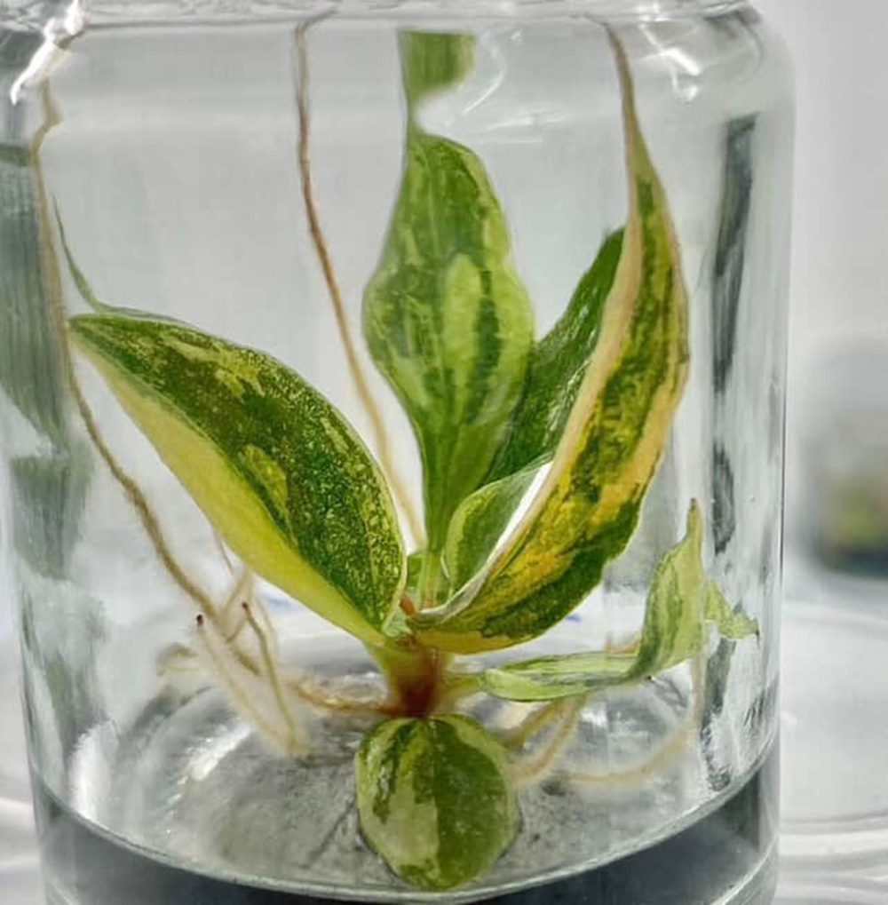 [New Arrival] Tissue Culture - Philodendron Caramel Marble Variegated – Fire Tiger - Image 2