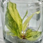 Philodendron Caramel Marble Variegated Fire Tiger