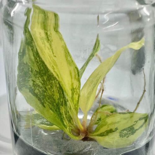 Philodendron Caramel Marble Variegated Fire Tiger