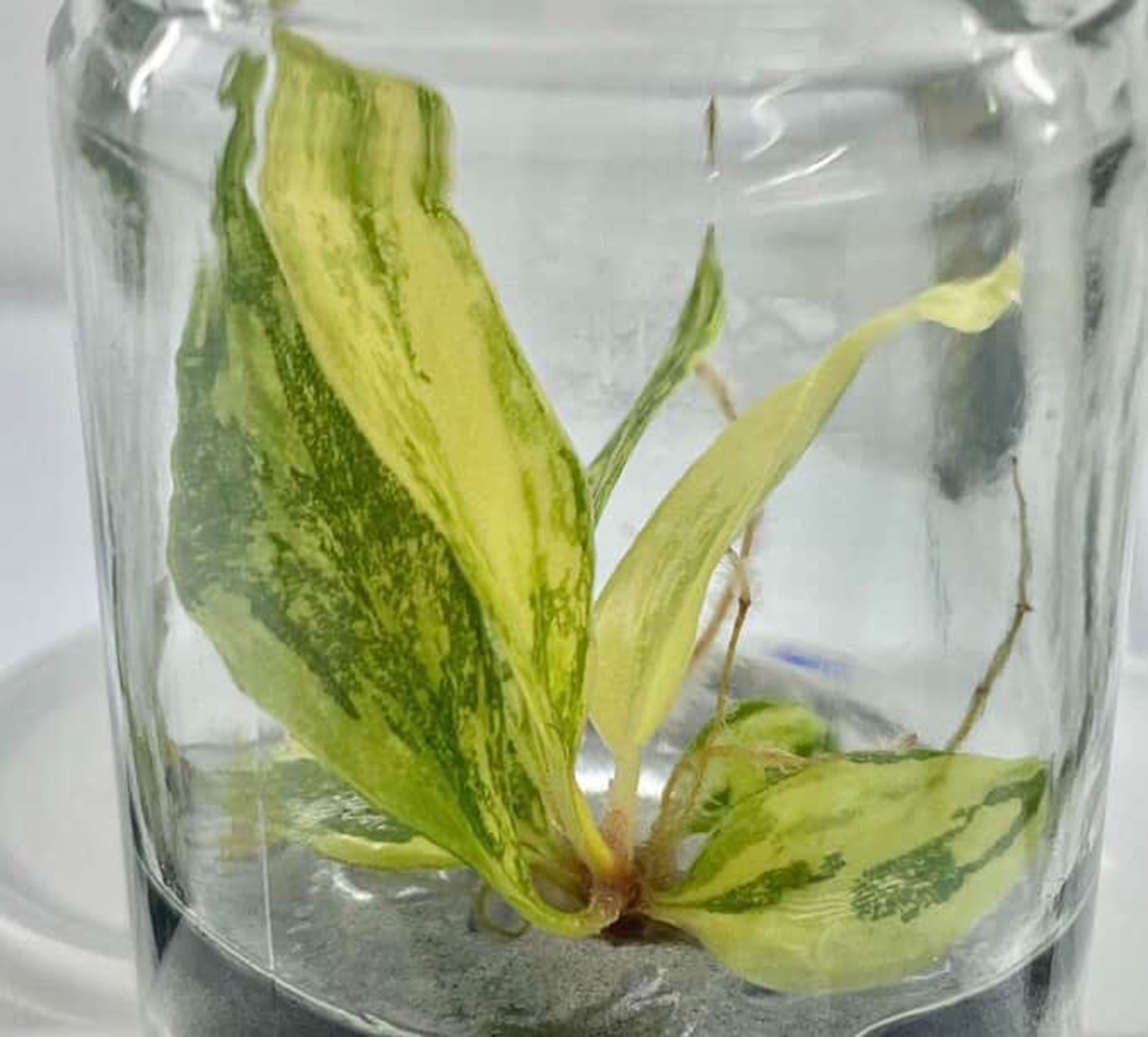 Philodendron Caramel Marble Variegated Fire Tiger