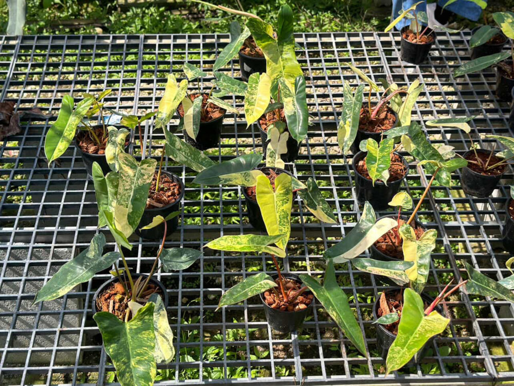 Philodendron Florida Beauty x Billietiae Variegated