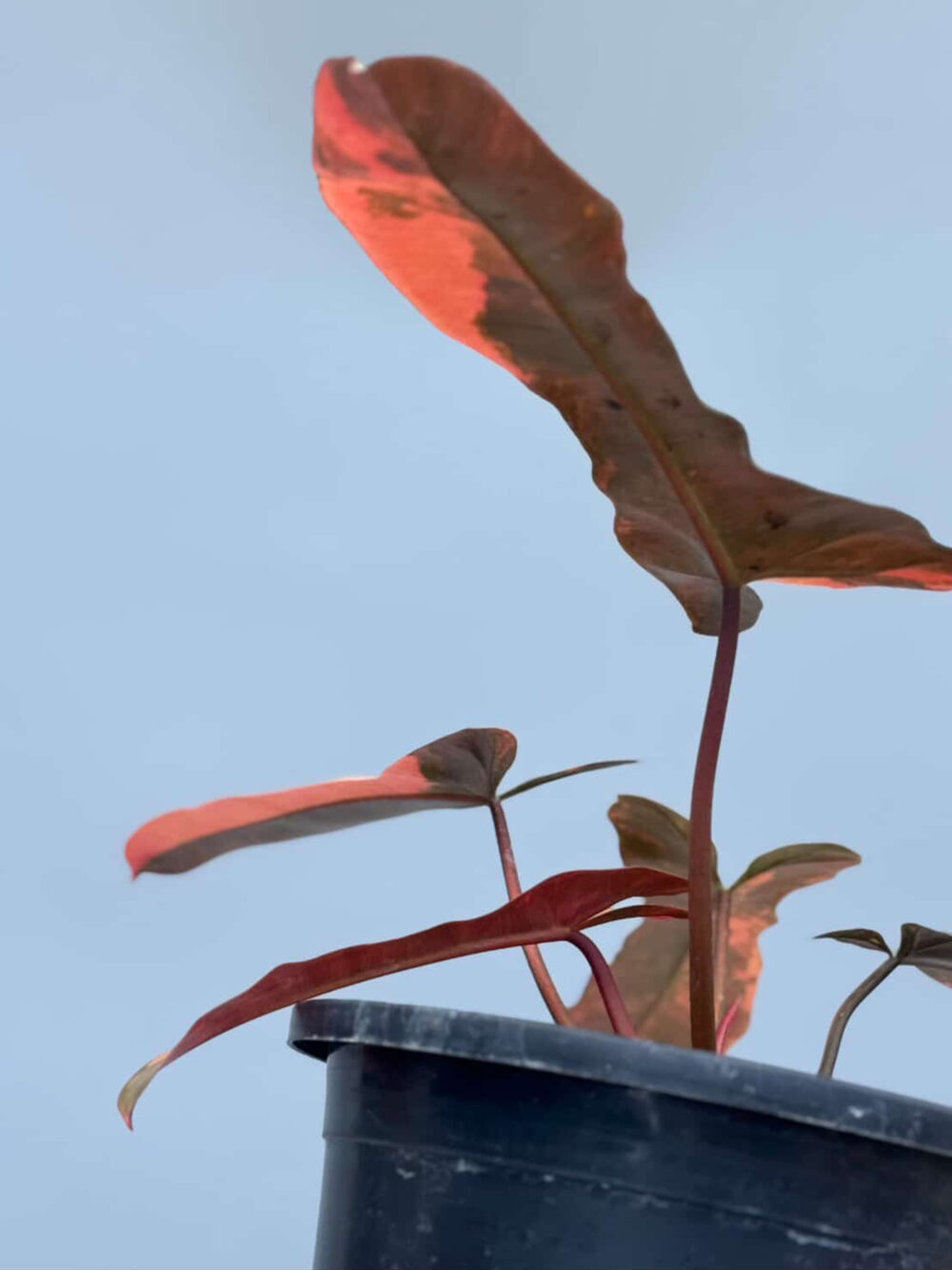 Philodendron Florida beauty x Black Billietiae variegated, 6" pot from 3 leaves - Image 4