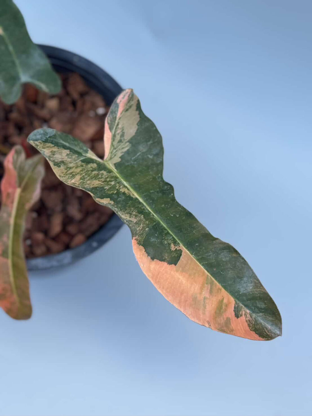 Philodendron Florida beauty x Black Billietiae variegated, 6" pot from 3 leaves - Image 3