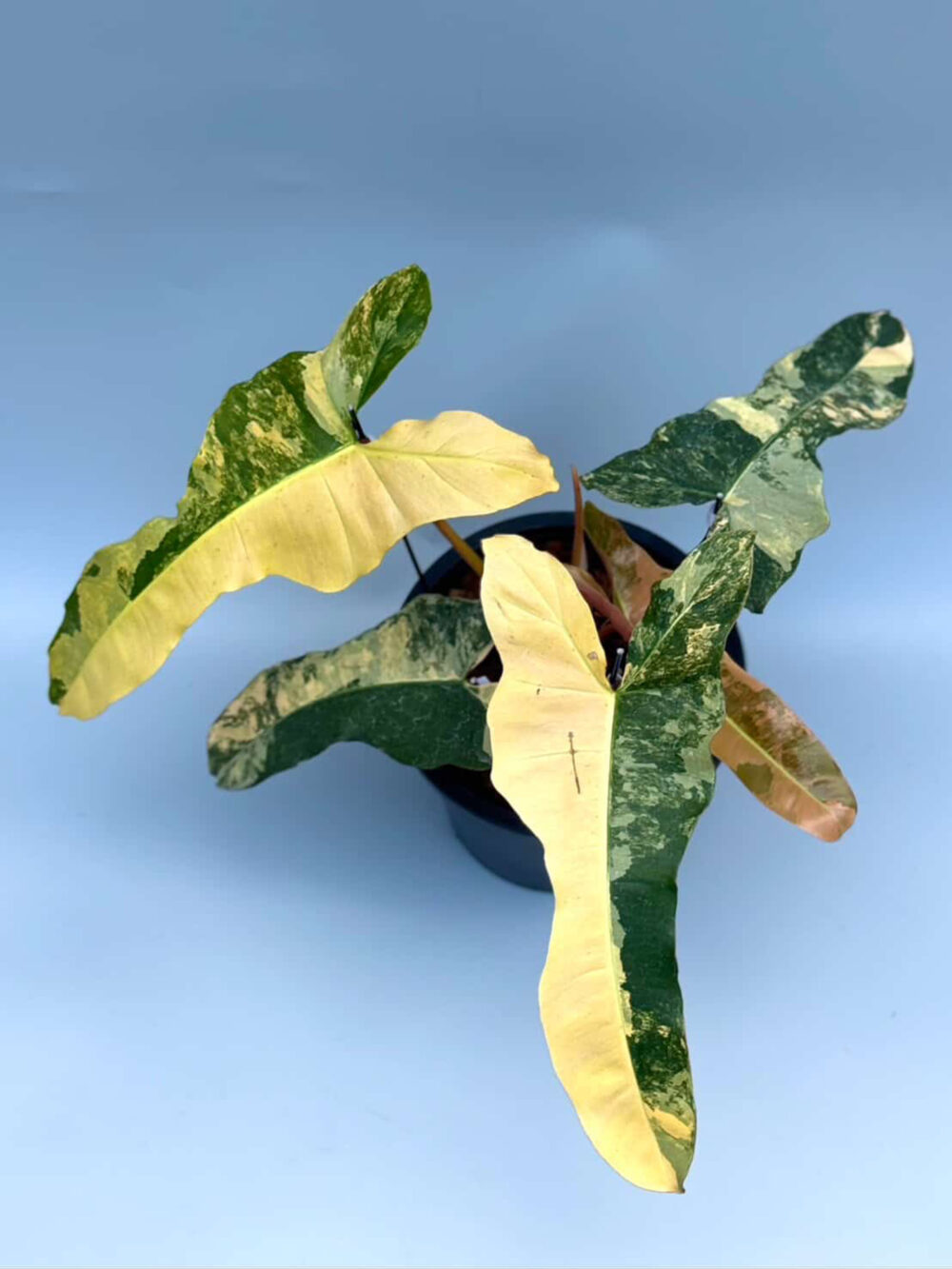 Philodendron Florida Beauty x Black Billietiae Variegated