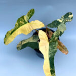 Philodendron Florida Beauty x Black Billietiae Variegated