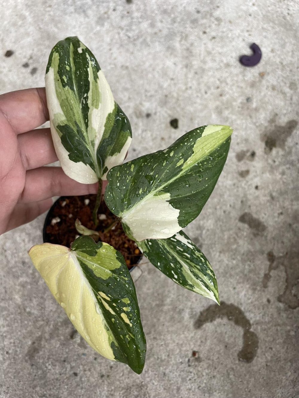 Philodendron Gloriosum Variegated 1