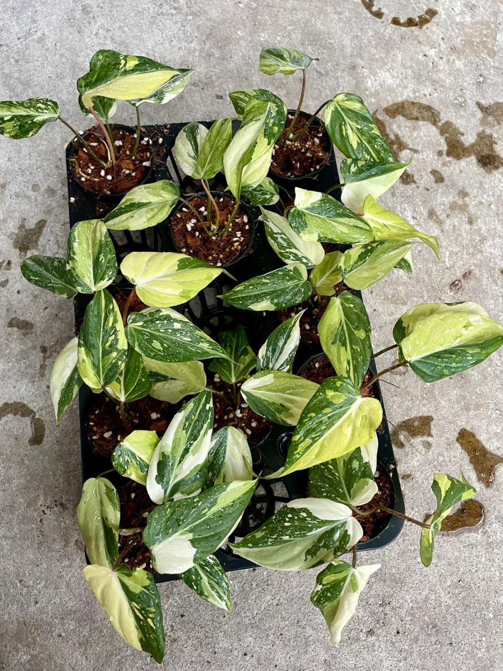 Philodendron Gloriosum Variegated